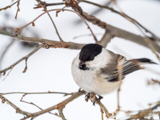 Cute bird the willow tit, song bird sitting on a branch without leaves in the winter.
