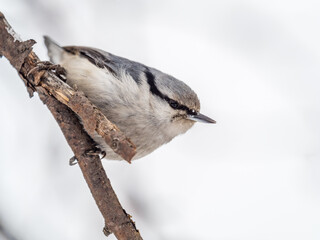 Eurasian nuthatch or wood nuthatch, lat. Sitta europaea, sitting on a tree branch with a blurred background.