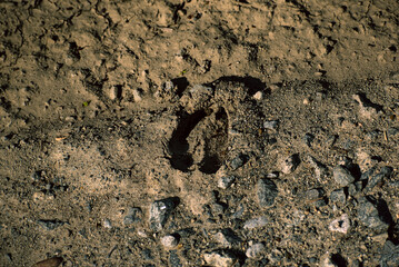Deer Track