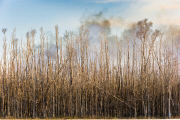 Smoke from a brush fire in a forest, Miramar, Florida, USA