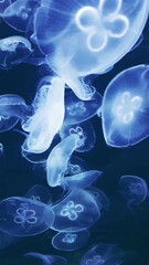 jellyfish in aquarium - obrazy, fototapety, plakaty