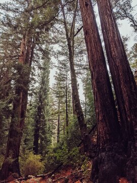 forest in autumn