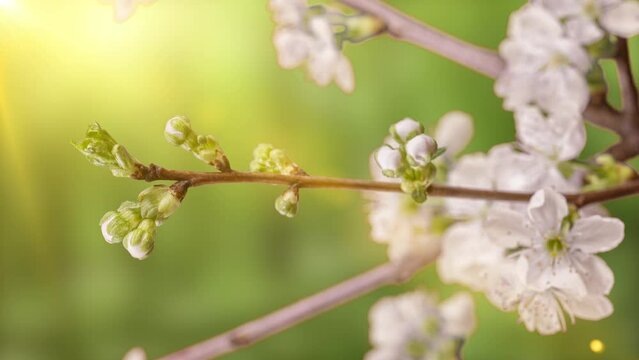 Spring flowers opening. Beautiful Spring Cherry tree blossom open timelapse, extreme close up. Time lapse of Easter fresh pink blossoming Cherry closeup. Blooming backdrop on the background of green