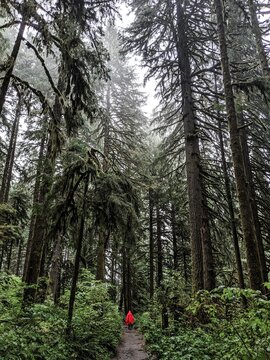 Hiker in the forest