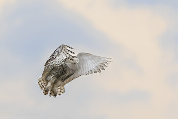 Snowy owl in flight