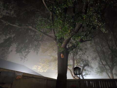 Mist and Tree