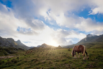 Fototapeta na wymiar hispanic breton horse grazing in the pastures of the pyrenees, with the mountains in the background with clouds covering their peaks, horizontal