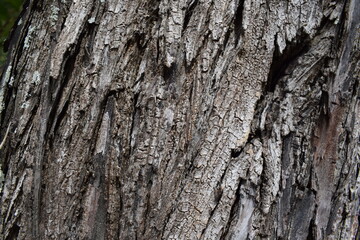 Wood Texture of a tree at the municipal park