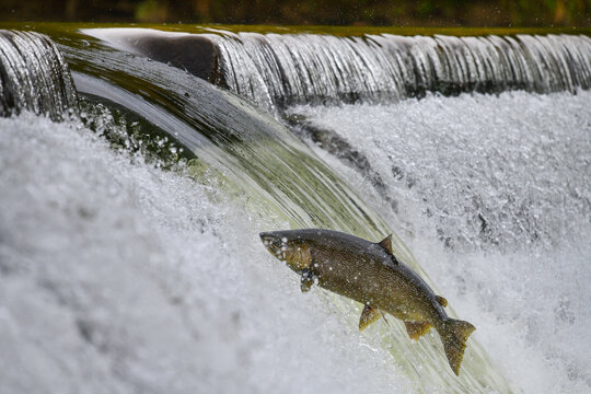 Salmon migration