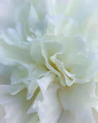 Close-up of white carnation flower