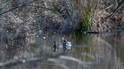 Couple of Anas crecca