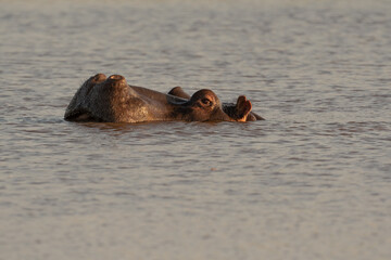 Fototapeta premium Hippo submerged in pond