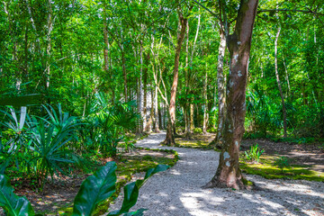 Tropical jungle plants trees walking trails Muyil Mayan ruins Mexico.