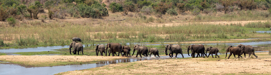 Fototapeta premium African Elephants crossing single file the Sabi River in Kruger National Park in South Africa RSA