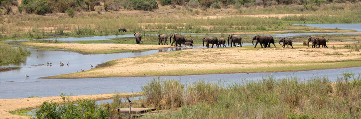 Herd of African Elephants crossing the Sabi River in Kruger National Park in South Africa RSA