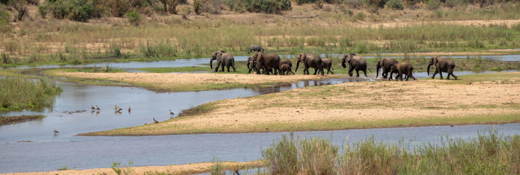 Small herd of African Elephants crossing single file the Sabi River in Kruger National Park in South Africa RSA