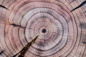 Closeup of cherry tree trunk cross-section with annual growth rings. Burnt and cracked wood texture