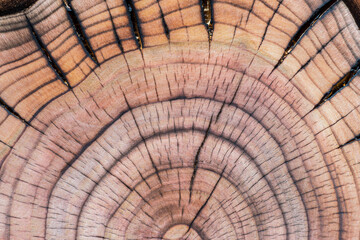 Naklejka premium Inside section of a cherry tree stump with concentric growth rings and radial cracks detailed by fire flame