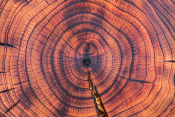 Cross-section of a cherry tree stump with annual growth rings. Full frame of the burnt and oiled wood slice. Wood background