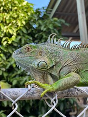 Green Iguana
