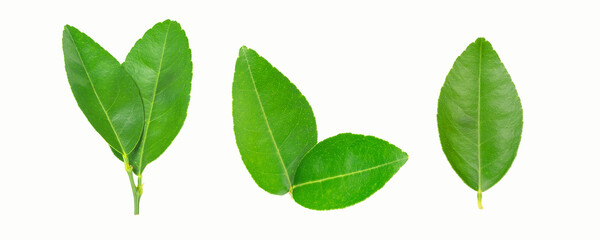 Fototapeta na wymiar Green lemon leaf isolated on white background whit clipping path