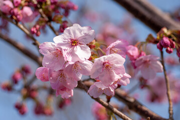 青空と桜