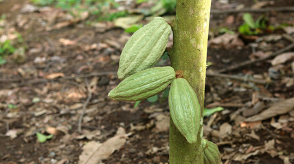 Green cocoa pod on tree in the field. Cocoa (Theobroma cacao L.) is a cultivated tree in plantations originating from South America, but is now grown in various tropical areas. Java, Indonesia.
