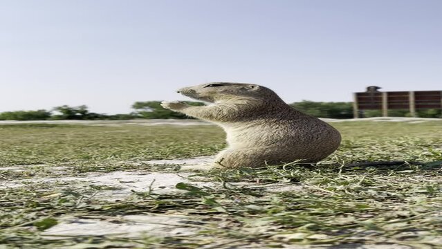 Prairie dog eating.