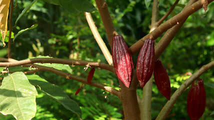 Red cocoa pod on tree in the field. Cocoa (Theobroma cacao L.) is a cultivated tree in plantations...