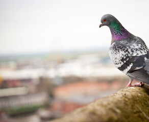 Pigeon looking at the camera with city blurry background.