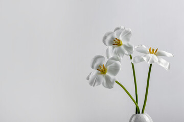 Stylish unusual tulip. An open tulip. Spring white background for text