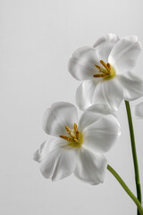 Fototapeta na wymiar Stylish unusual tulip. An open tulip. Spring white background for text
