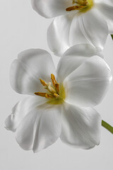 Stylish unusual tulip. An open tulip. Spring white background for text