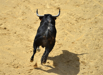 black bull with big horns in the spanish bullring