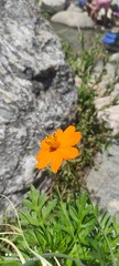 yellow flower on the ground