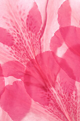 Backlit close up of pink azalea flower petals.