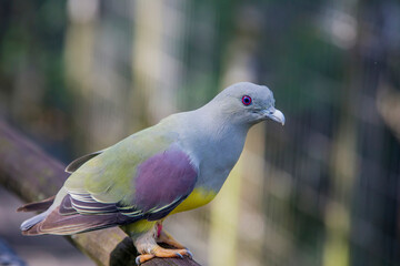 Bruce's green pigeon (Treron waalia) is a species of bird in the family Columbidae. 
A frugivore bird species that specialises on eating the fruits of a single species of fig tree, Ficus platphylla.