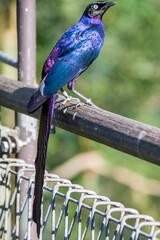 The long-tailed glossy starling (Lamprotornis caudatus) is a member of the starling family of birds. It is a resident breeder in tropical Africa from Senegal east to Sudan.