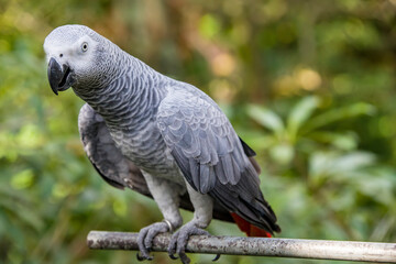 African grey parrot(Psittacus erithacus) closeup  
The grey parrot is a medium-sized, predominantly grey, black-billed parrot. 
It has darker grey over the head and both wings.