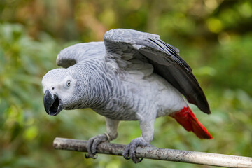 Fototapeta premium African grey parrot(Psittacus erithacus) closeup The grey parrot is a medium-sized, predominantly grey, black-billed parrot. It has darker grey over the head and both wings.