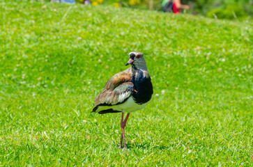 Curitiba Garden Pássaro Passarinho Filhote Grama Brasil