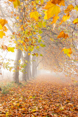 autumn trees in fog