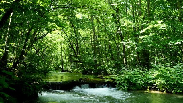 A fresh green mountain stream with abundant nature.