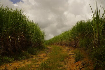 Monoculture of sugar cane (Saccharum officinarum) in the whole northeast of Brazil, agricultural use of dry backcountry by endless sugar cane fields. Pernambuco, Brazil.