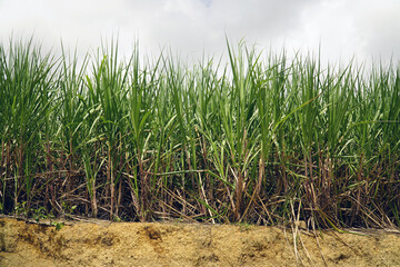 Monoculture of sugar cane in the whole northeast of Brazil. View of sugar cane plantation...