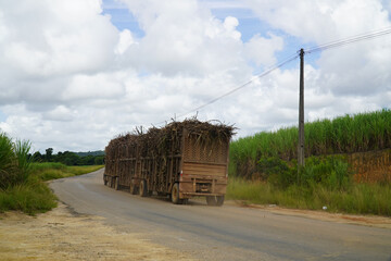 Lorry transporting sugar cane near Porto de Galinhas, Pernambuco, Brazil, South America. 