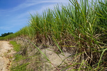 Monoculture of sugar cane in the whole northeast of Brazil. View of sugar cane plantation countryside near Porto de Galinhas, Pernambuco, Brazil.