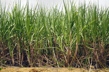 Fototapeta premium Monoculture of sugar cane in the whole northeast of Brazil. View of sugar cane plantation countryside near Porto de Galinhas, Pernambuco, Brazil.