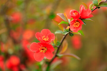 Fototapeta premium Flowers of Chaenomeles speciosa