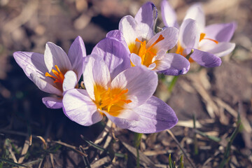 Beautiful spring crocuses in the garden